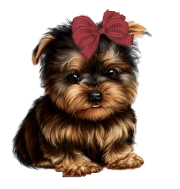 Morkie Puppies Farm